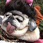 NYC Park Goes to the Dogs for Halloween Parade