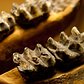 Mastodon Molar