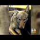 Police Capture Coyote In Lower Manhattan