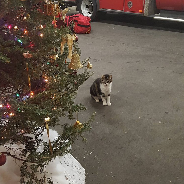 The day after Christmas and all of my shiny new toys have been carefully tossed into their respective hiding places. I hope your holidays were equally successful!  #whowillretrievethemformenow  #merrychristmas /#happyholidays #mytoys #cats #catsofinstagram #station57 #kitty #meow