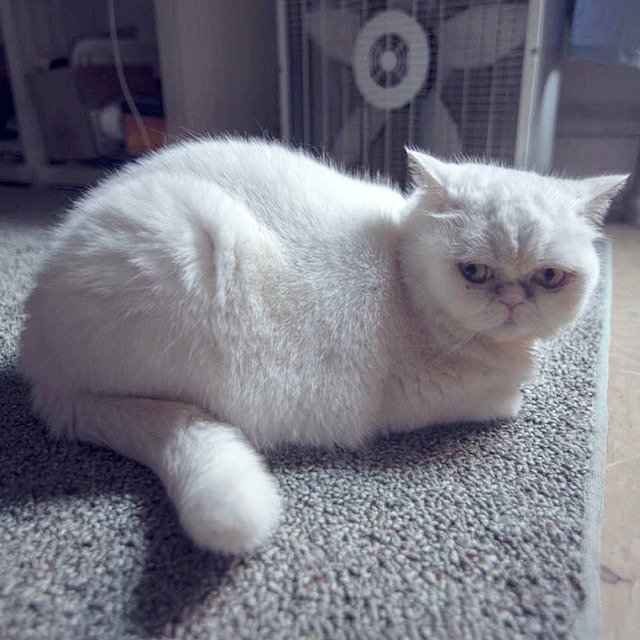 “Honestly, I think I grew up too fast. When I was just a year old I figured out where the red dot on the carpet was coming from. It took away a lot of the wonder most cats experience through their adult lives.”
- Blinky, Williamsburg
(Photo by Rhoades Hughes)
#felinesofnewyork #humansofnewyork #catstagram #catsofinstagram