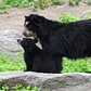 Andean Bear Cub on Exhibit | Queens Zoo