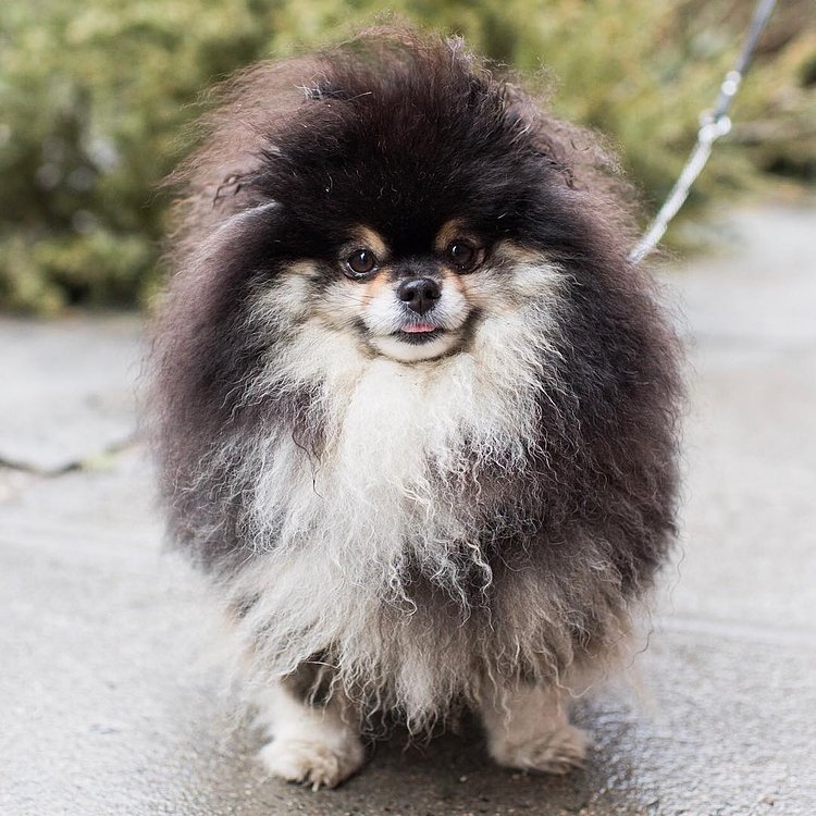 Tuxedo, Pomeranian (4 y/o), 8th & Greene St., New York, NY • "He's known from here to Europe and back. He's one of a kind."