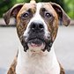 Tucker, Boxer/Pit Bull mix (3 y/o), Columbus Circle, New York, NY http://t.co/2UXluqZa4q