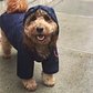 Celeb dog Samson the dood rockin' the stylish rain gear in Brooklyn