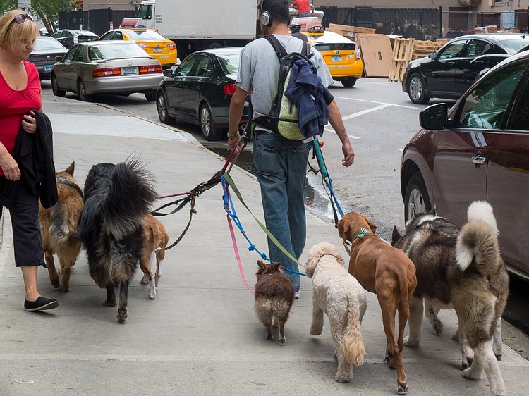 Eight Dogs - One Man