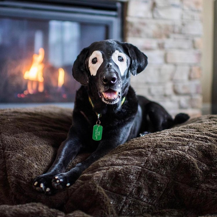 Rowdy, Labrador Retriever (13 y/o), Canby, OR • "He's declining a bit, but there were many times he should have died. He's been shot by a cop, survived a poisoning, has had a tumor removed from his ear and the wrong tooth pulled. He's got some dementia, senior bladder, and barks for no reason. He still acts like a puppy sometimes, too. And he still smiles." @white_eyed_rowdy (Pt. 2 of 2)