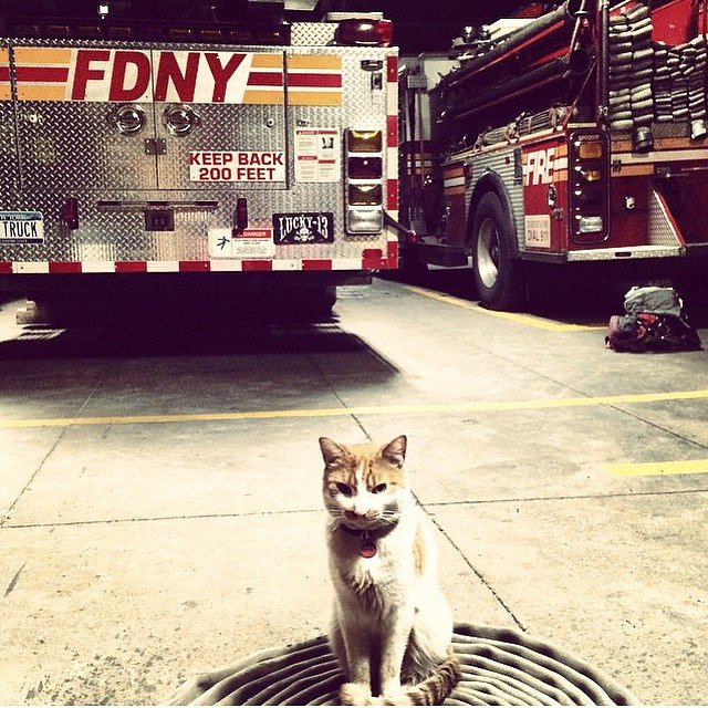 Just a cat and his rigs. #likeaboss Photo credit: @swaywithscotch