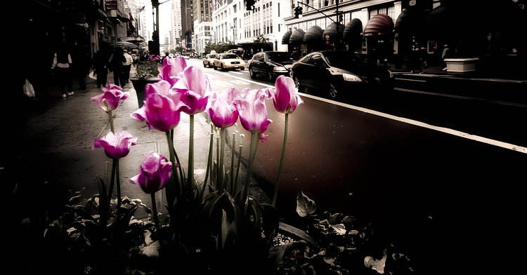 NY | I posted this same image several months ago, but got back into the file and reprocessed it yesterday. I like this version much better.