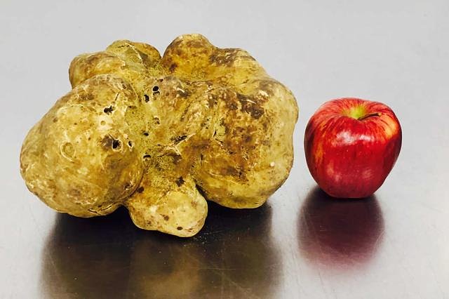 That's a normal-size apple, for comparison.