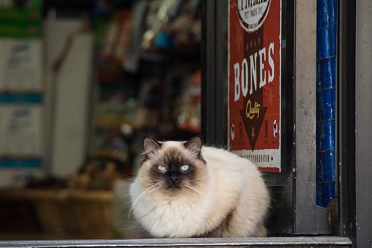 “Two dogs tried to come in here once and I put a quick stop to it. We used to let them in, but too many of them just couldn’t handle themselves. They acted like, well, dogs. You know, sniffing and slobbering all over the merchandise. Zero class. I said ‘Keep that outside please. I’m trying to run a business here.’ and they left.”
- Unknown, Tribeca
(Photo by Craig Turpin)
