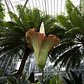 An Amorphophallus titanum — better known as a corpse flower — will be on display at the New York Botanical Garden this week and is expected to flower any day.