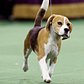 Miss P, a 15-inch Beagle who won “Best in Show,” stands near the winner's trophy at 139th Westminster Kennel Club Dog Show at Madison Square Garden in the Manhattan borough of New York February 17, 2015.