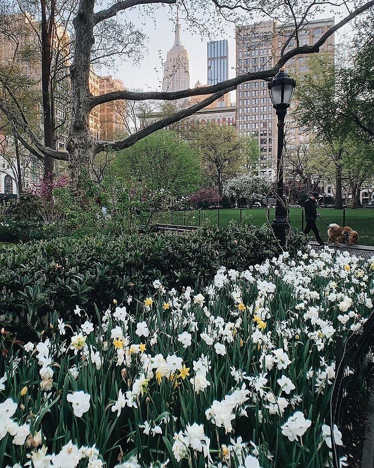 Madison Square Park, Manhattan. Photo via @melliekr #viewingnyc #nyc #newyork #newyorkcity