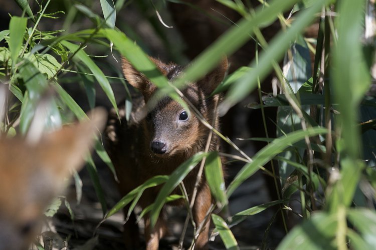 WCS’s Queens Zoo Welcomes Pudu Fawn