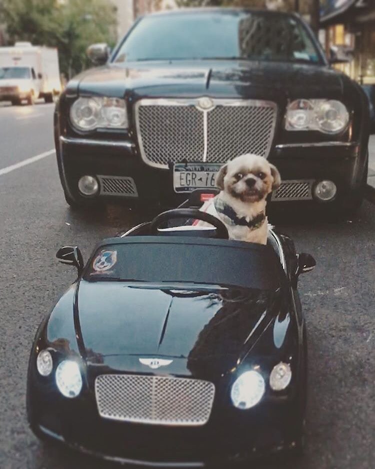 🐾Big Bentley, Baby Bentley.👶🏼Big Smile, Baby Teeth! Thank you @digitaldoggydaily we got our sticker!!! #digitaldoggydaily #shihtzu #bentley #nycdogs #dogsdrivingcars #shihtzusinbentleys #shihtzulove #petstagram #uppereastside #dogslife