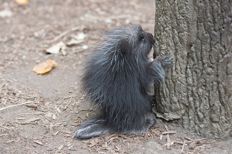 North American Porcupine Born at WCS’s Bronx Zoo