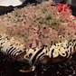 Okonomiyaki | Momosan Ramen &amp; Sake