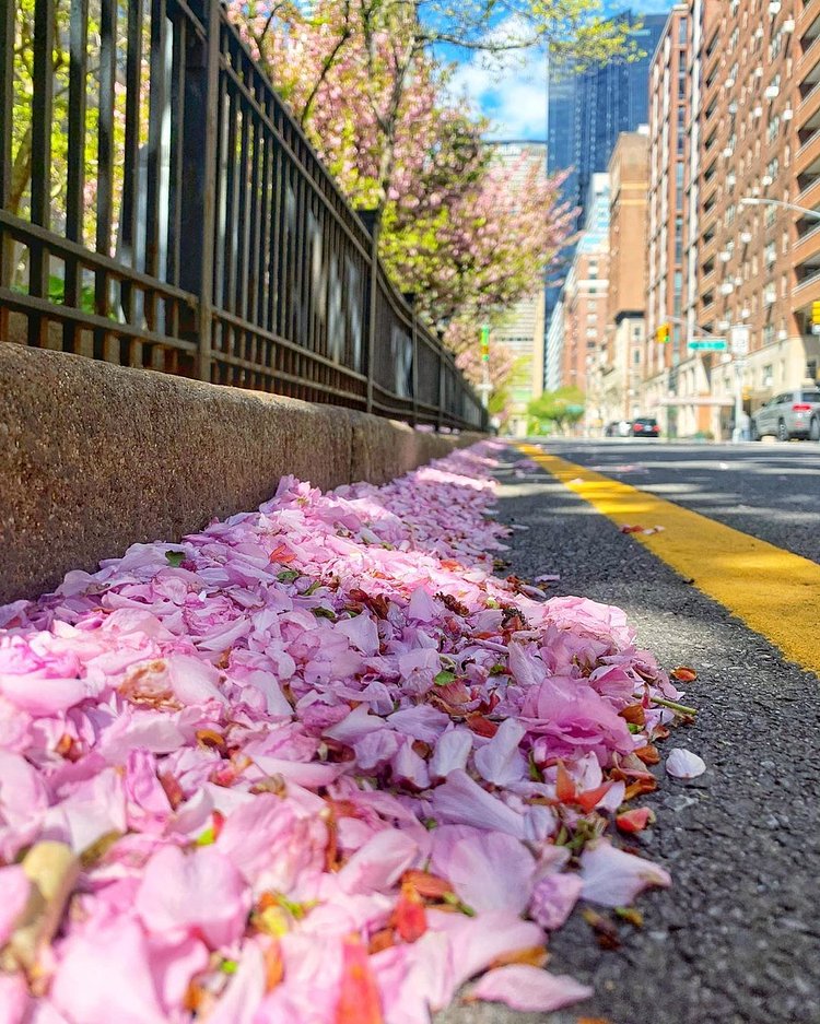 Fallen flowers along Park Avenue, Midtown, Manhattan