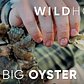 How oyster beds can rebuild New York harbor | WILD HOPE