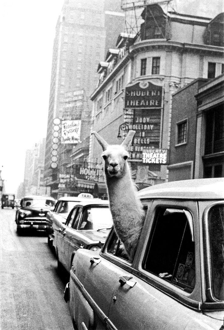 A Llama in Times Square