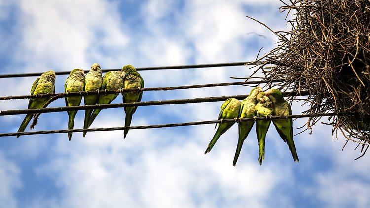 A nest of monk parrots near the home of Liz Lynch in Queens.