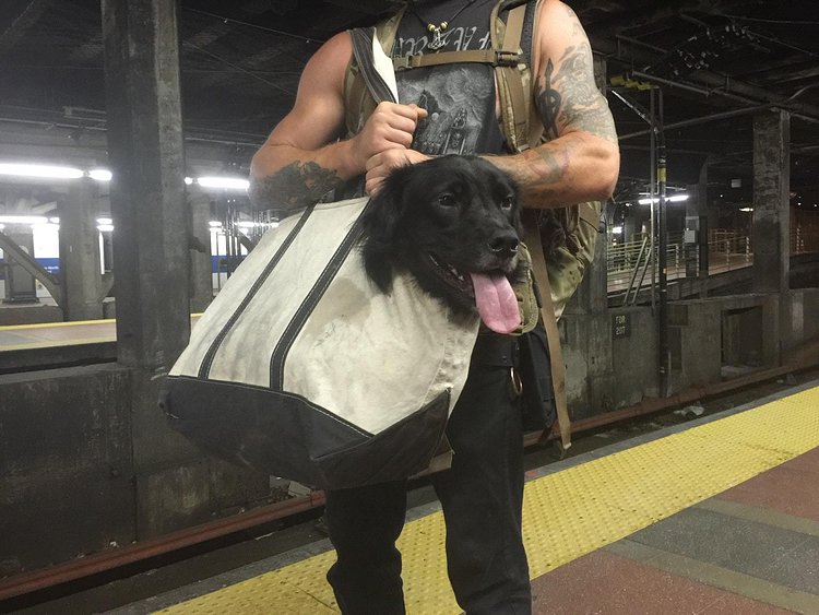 Grand Central bagdog