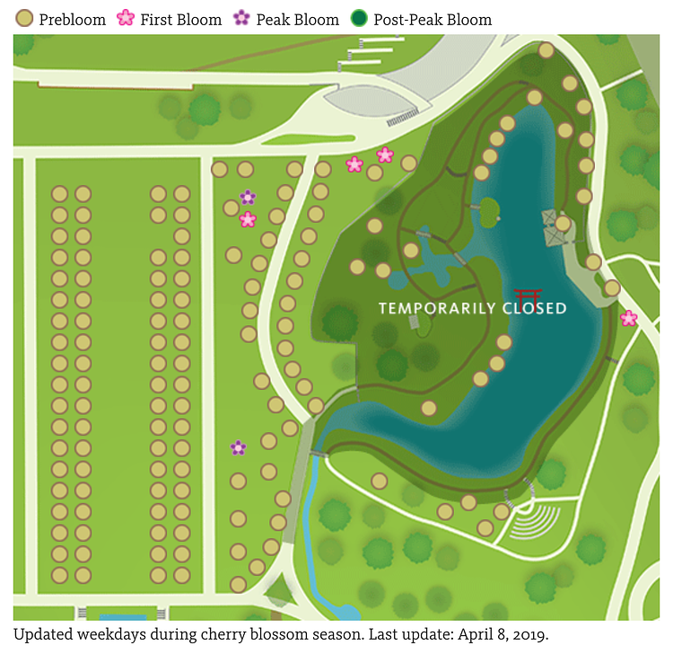 Brooklyn Botanic Garden's Cherry Watch (screenshot)