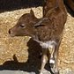 Zebu Calf at the Prospect Park Zoo