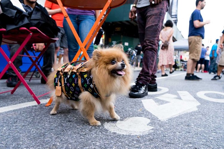 New Louis Vuitton must-have: the priceless pooch purse.