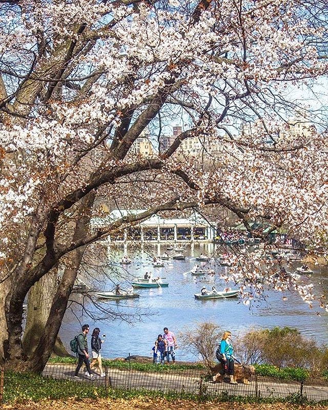 Central Park Lake. Photo via @newyorkcitykopp #viewingnyc
