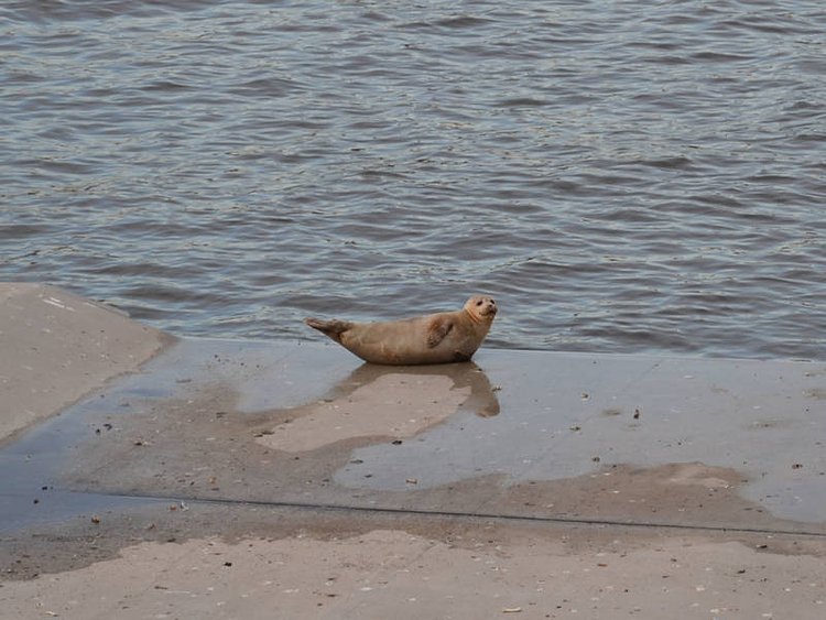 Closeup of Brooklyn Bridge Park Seal