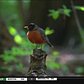 Snapshot NY: Central Park An International Destination For Birds, And Bird Watchers