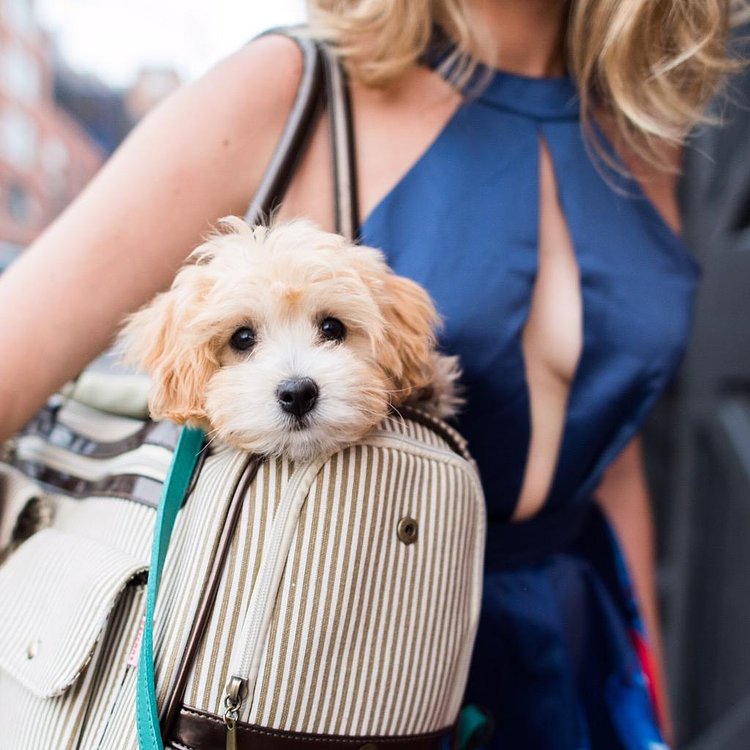 Khrouton, Maltipoo (3 m/o), Bridge &amp; Plymouth St, Brooklyn, NY #khrouton http://t.co/9xz9oudpB3