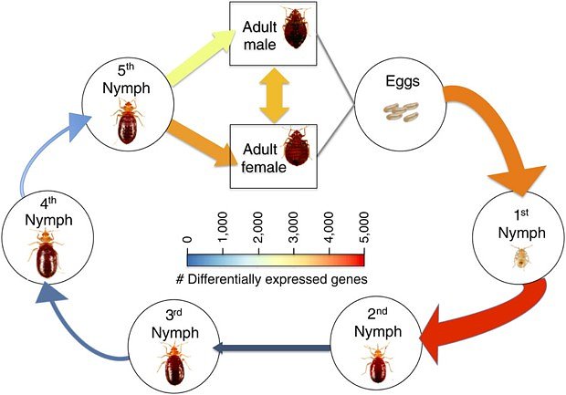 From the study, a guide to the seven stages of the bedbug life cycle. The research indicates the critters are most susceptible to pesticides when they’re young.