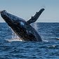 Humpback Whale Breaching