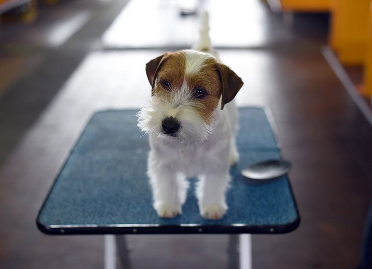 A Jack Russell Terrier in the benching area on the second day of competition at the Westminster show, February 17, 2015.