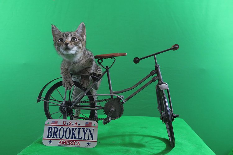 Ride (or walk) over...