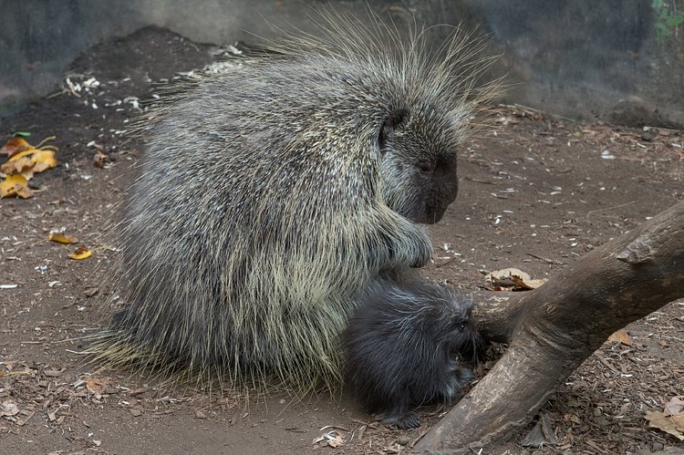 North American Porcupine Born at WCS’s Bronx Zoo