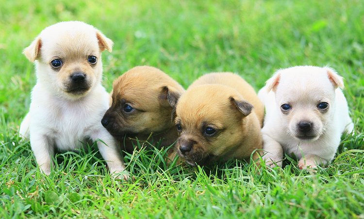 Adorable Chihuahua puppies!