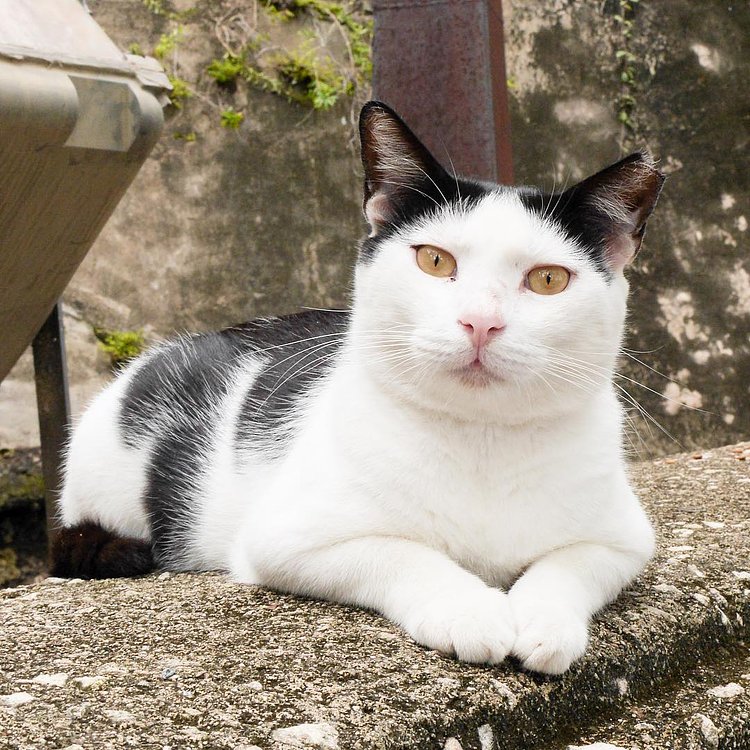 “If you’re a pigeon, that’s fine. Just don’t expect to get near me without a problem. You want a warm welcome, bring food or something. And don’t be a bird.” - Roberto, San Juan, PR