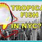 The Sad Reason There Are Tropical Fish In NYC | Real Life Finding Nemo