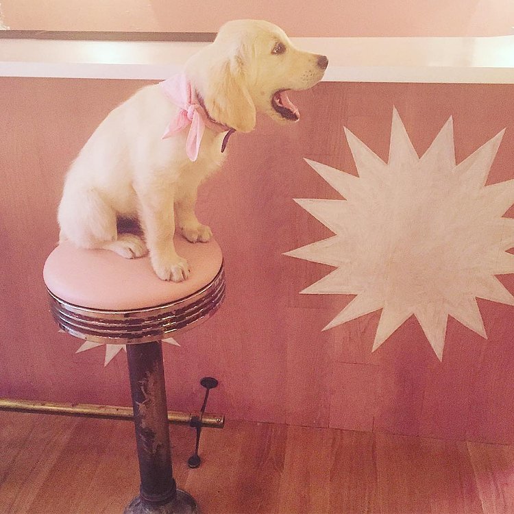 Even @zeffirellipup is waiting for a cocktail... #comingsoon #nolita #healthyitaliancousine #elizabethst #allpinkeverything #pinkasfuck #noreservation #fewdays