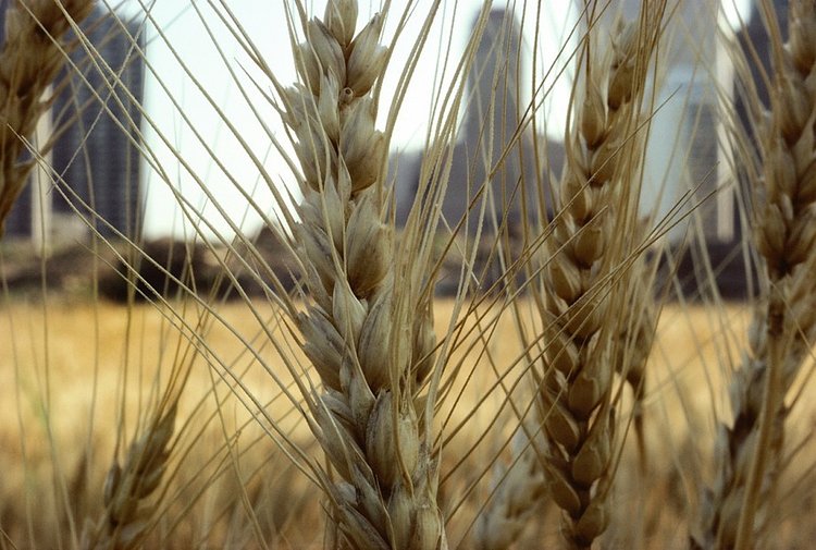 Golden wheat (close-up)