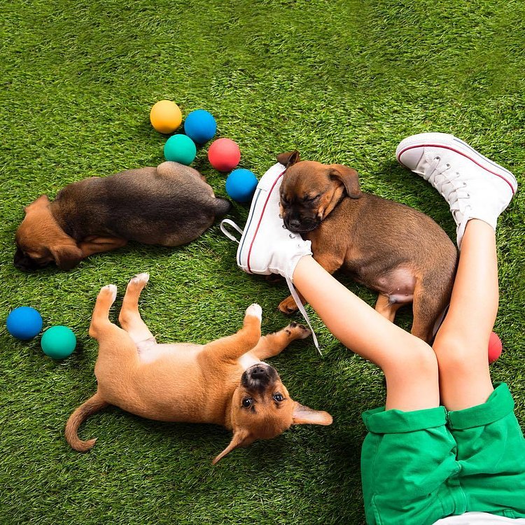 Our tails are wagging with this sneak peek look at “The Backyard”, one of the 8 immersive environments to enjoy at @humansbf ✨ Come play in the grass with me and some pups! 📸: Beagle Puppies from @rescuecity #humansbf