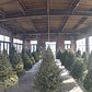 Suspended Forest 2016 Installation at Knockdown Center