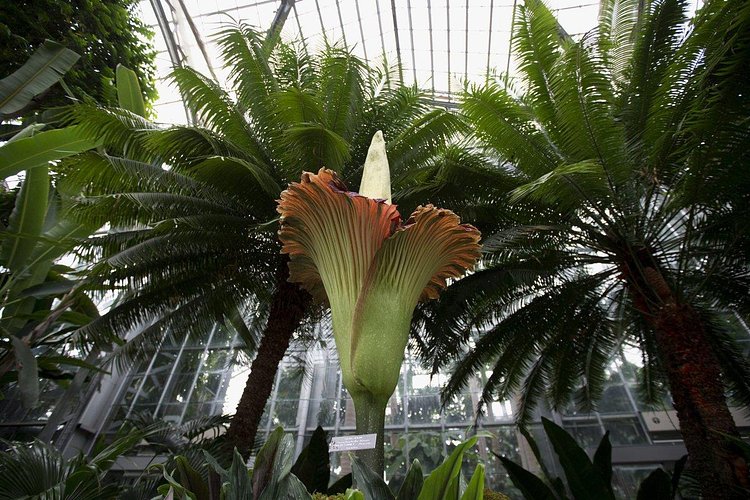 An Amorphophallus titanum — better known as a corpse flower — will be on display at the New York Botanical Garden this week and is expected to flower any day.