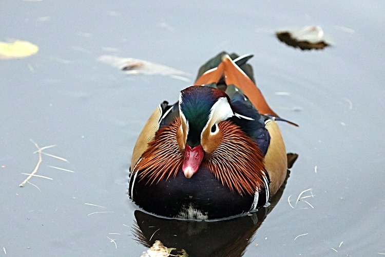 Mandarin Duck