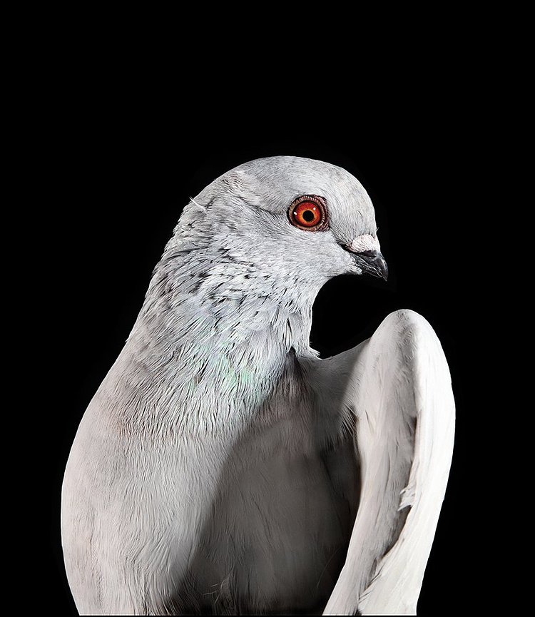 The New York Pigeon: Behind the Feathers