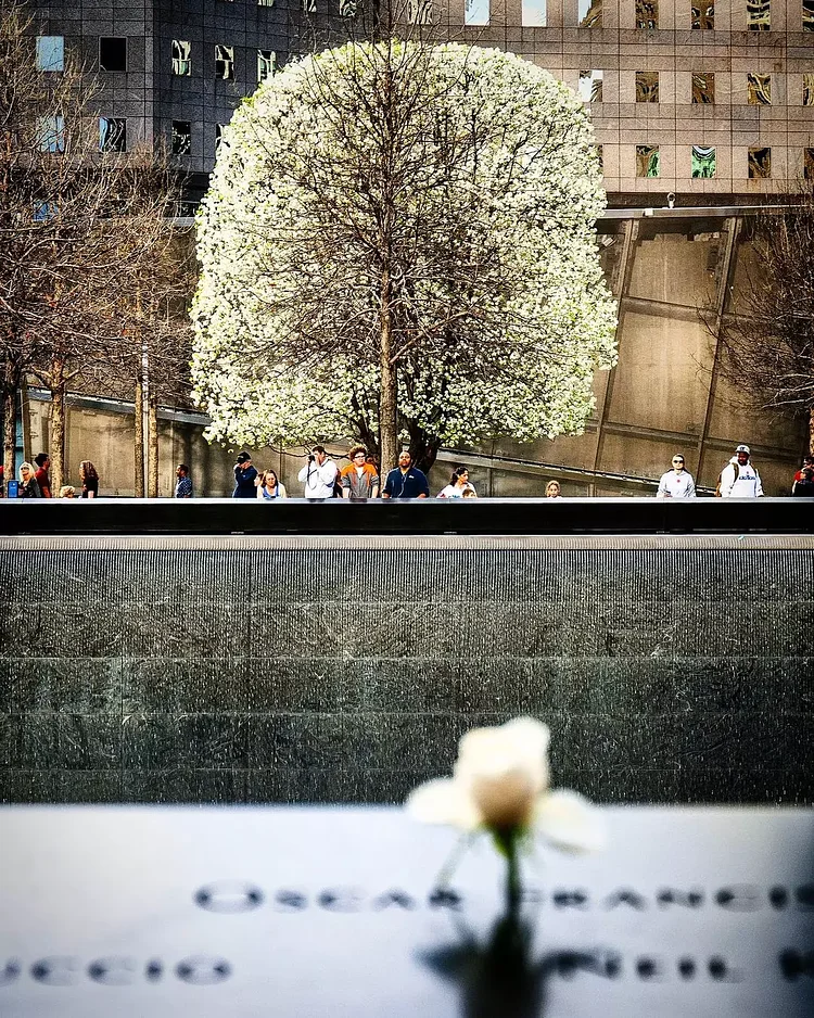 Survivor Tree, World Trade Center Memorial, Financial District, Manhattan
